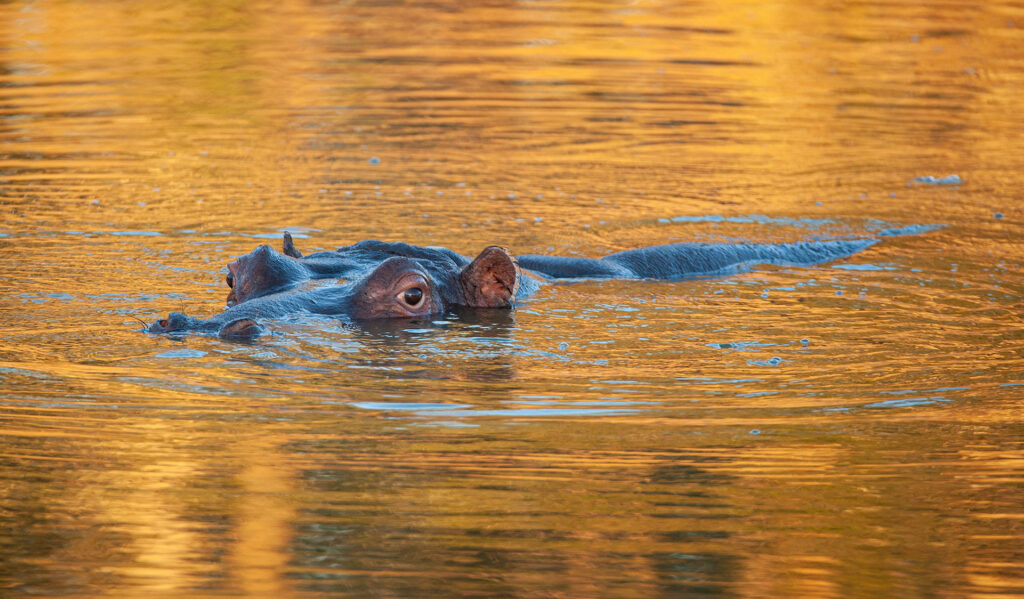 Hippo, Kruger National Park, South Africa, by Rudi Hulshof, Shutterstock | Travel Africa magazine
