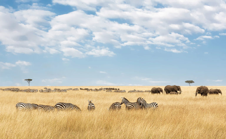 Elephants and migrating zebra in the Masai Mara, by Jane Rix, Shutterstock. Travel Africa magazine