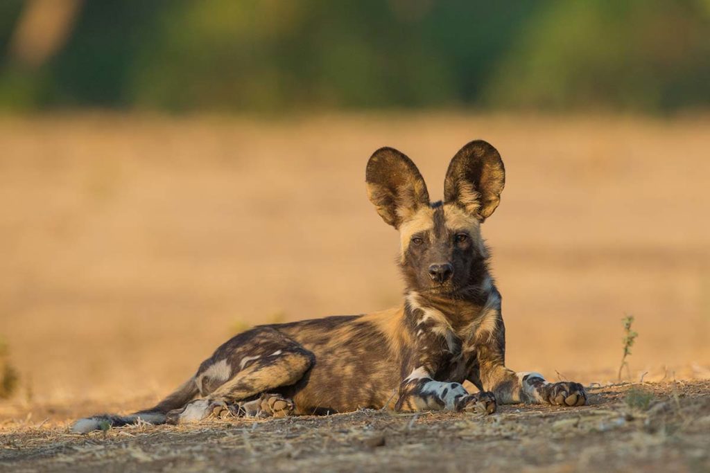 Wild dog pup, Zimbabwe. Image copyright Jez Bennett, Shutterstock. Travel Africa magazine