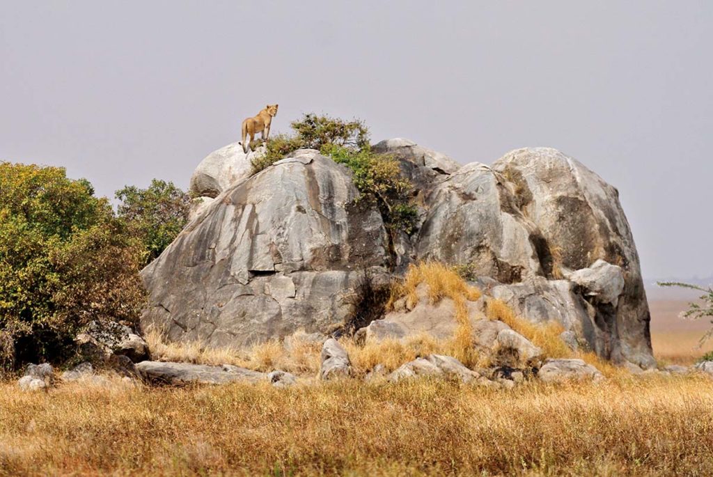Serengeti, Tanzania by Mike Unwin (Travel Africa magazine)