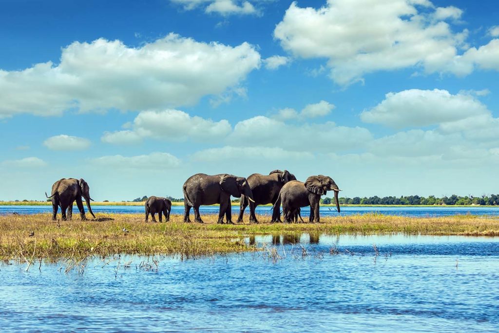 Chobe National Park, Botswana. Image credit kavram, Shutterstock. Travel Africa magazine