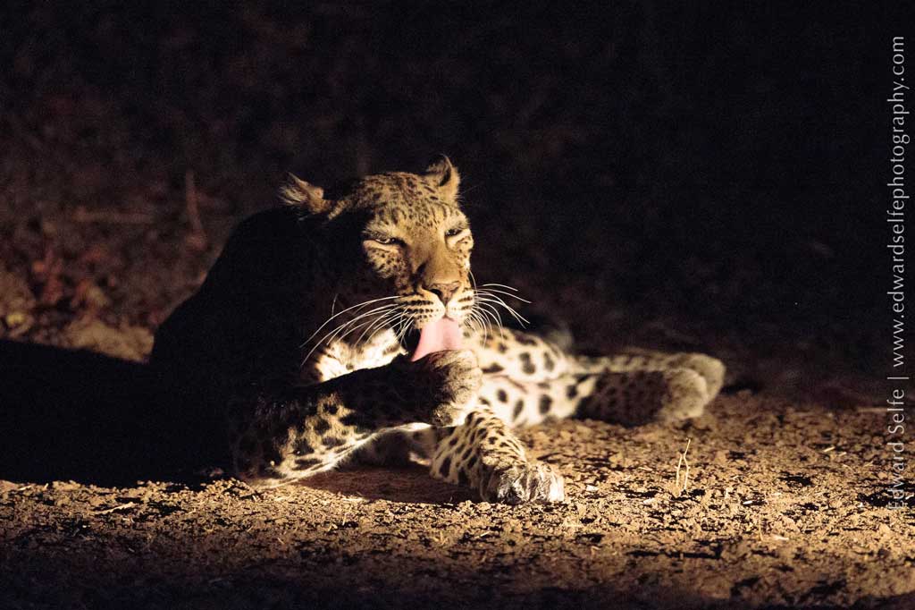 Leopard, image credit Edward Selfe | Travel Africa magazine
