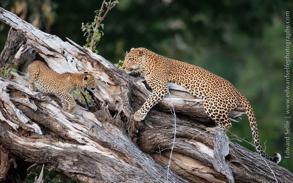 Leopards, image credit Edward Selfe | Travel Africa magazine