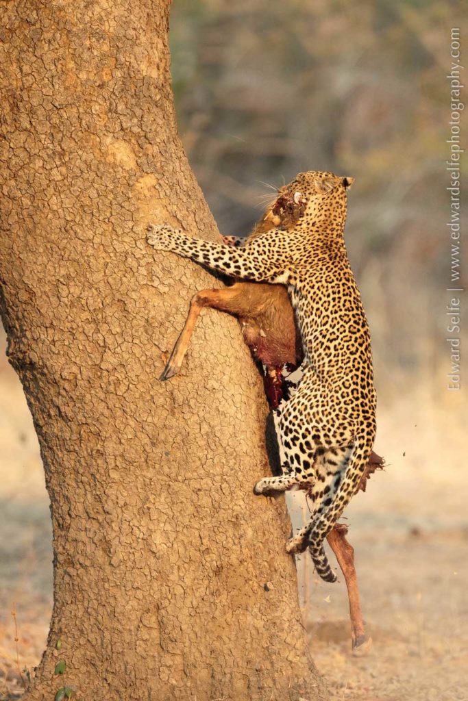 Leopard, image credit Edward Selfe | Travel Africa magazine