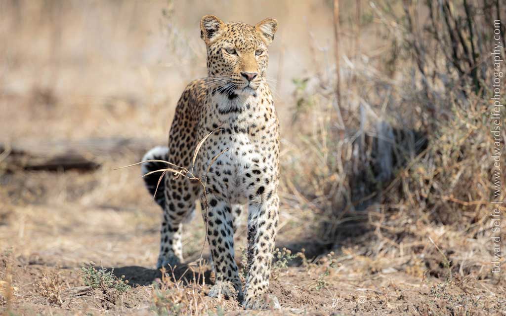 Leopard, picture credit Edward Selfe | Travel Africa magazine