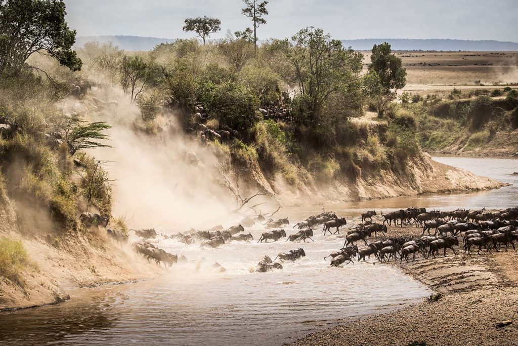 Wildebeest crossing the Mara river in the Masai Mara Game Reserve, Kenya. Image copyright Jurgen Vogt, Shutterstock | Travel Africa magazine
