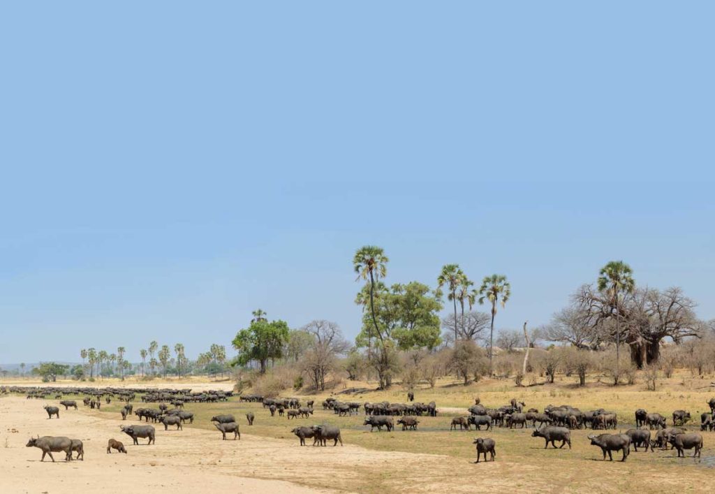 Buffalos in Ruaha National Park, Tanzania (Travel Africa magazine)