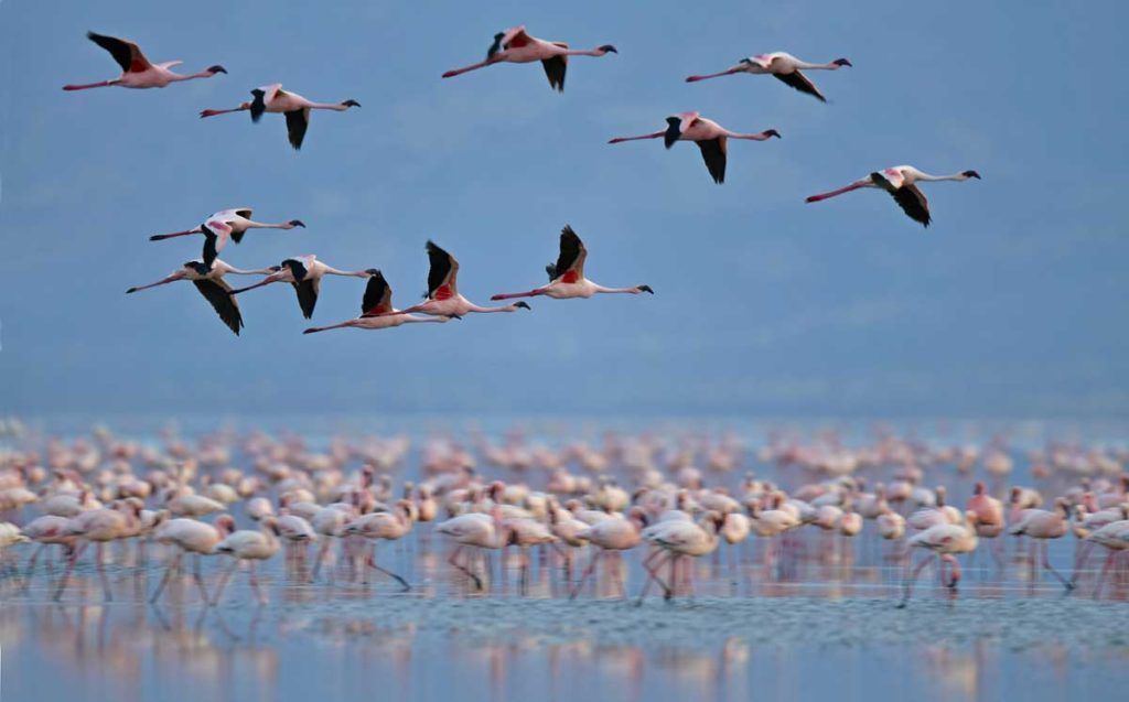 Lesser flamingos, Lake Natron, Tanzania (Travel Africa magazine)