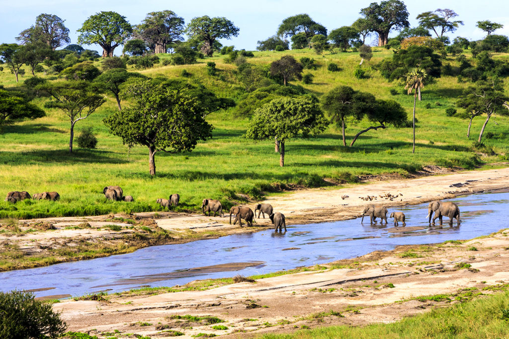 Elephants crossing a river, Tanzania (Travel Africa magazine)