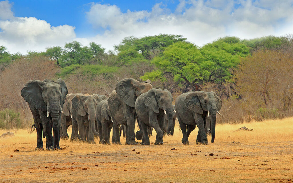 Hwange National Park, Zimbabwe. Image credit Paula French, Shutterstock (Travel Africa magazine)