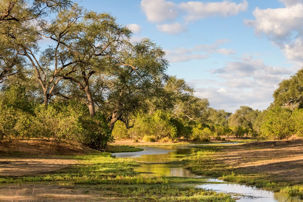 Mana Pools, Zimbabwe. Picture credit Tobie Oosthuizen, Shutterstock (Travel Africa magazine)